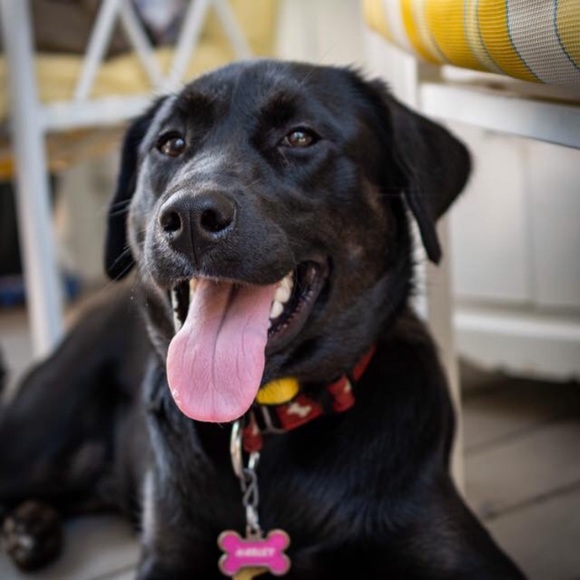 Meet your Posher, Danielle - Picture 1 of 1